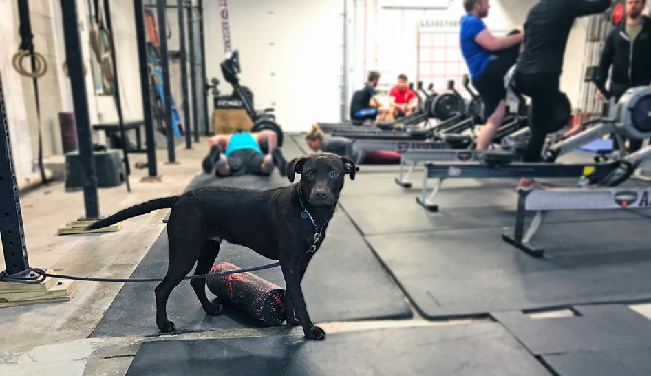 Animales de servicio en gimnasios Ancho de columna